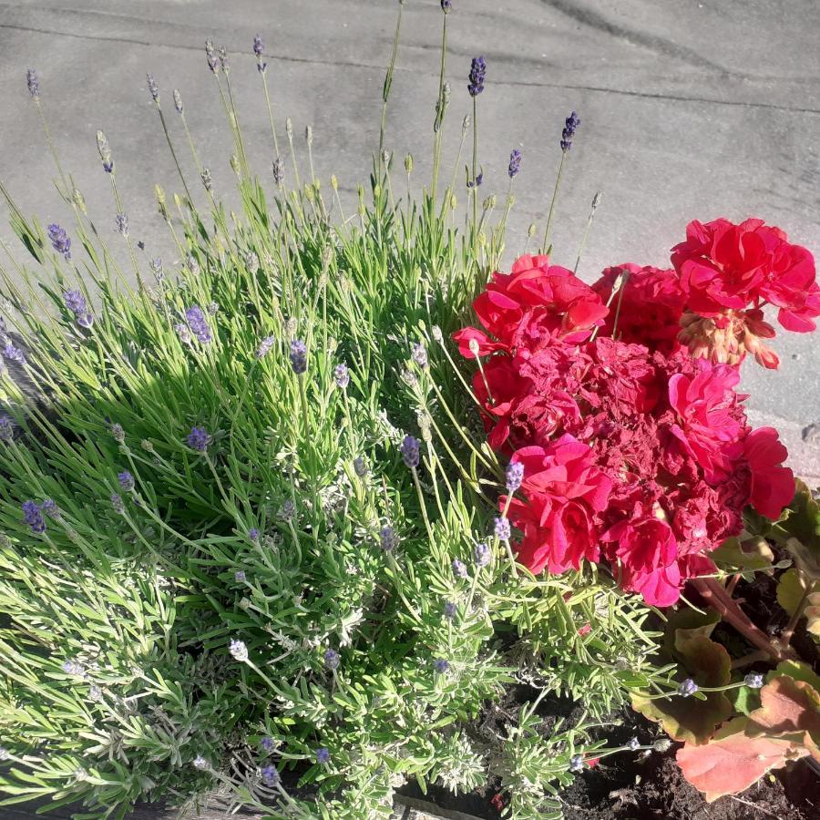 Appartamento Signorile Con Giardino Aosta Exterior foto